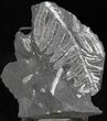 Fossil Seed Fern Plate - Pennsylvania #27209-1